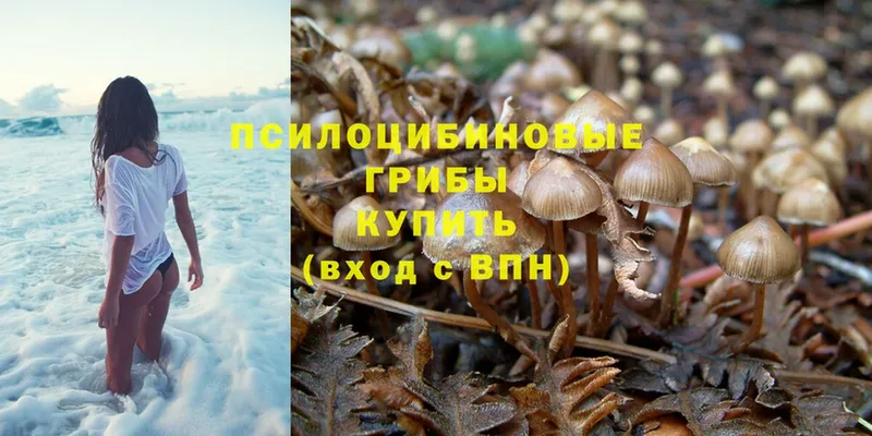 как найти   Бологое  hydra ТОР  Псилоцибиновые грибы Psilocybe 